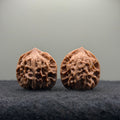 WalnutRitual Exclusive · First Love Wenwan Walnut · 32mm · Natural · Entry Ritual