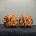 Wild Ox Wenwan Walnut · 41mm · Natural · Select Ritual