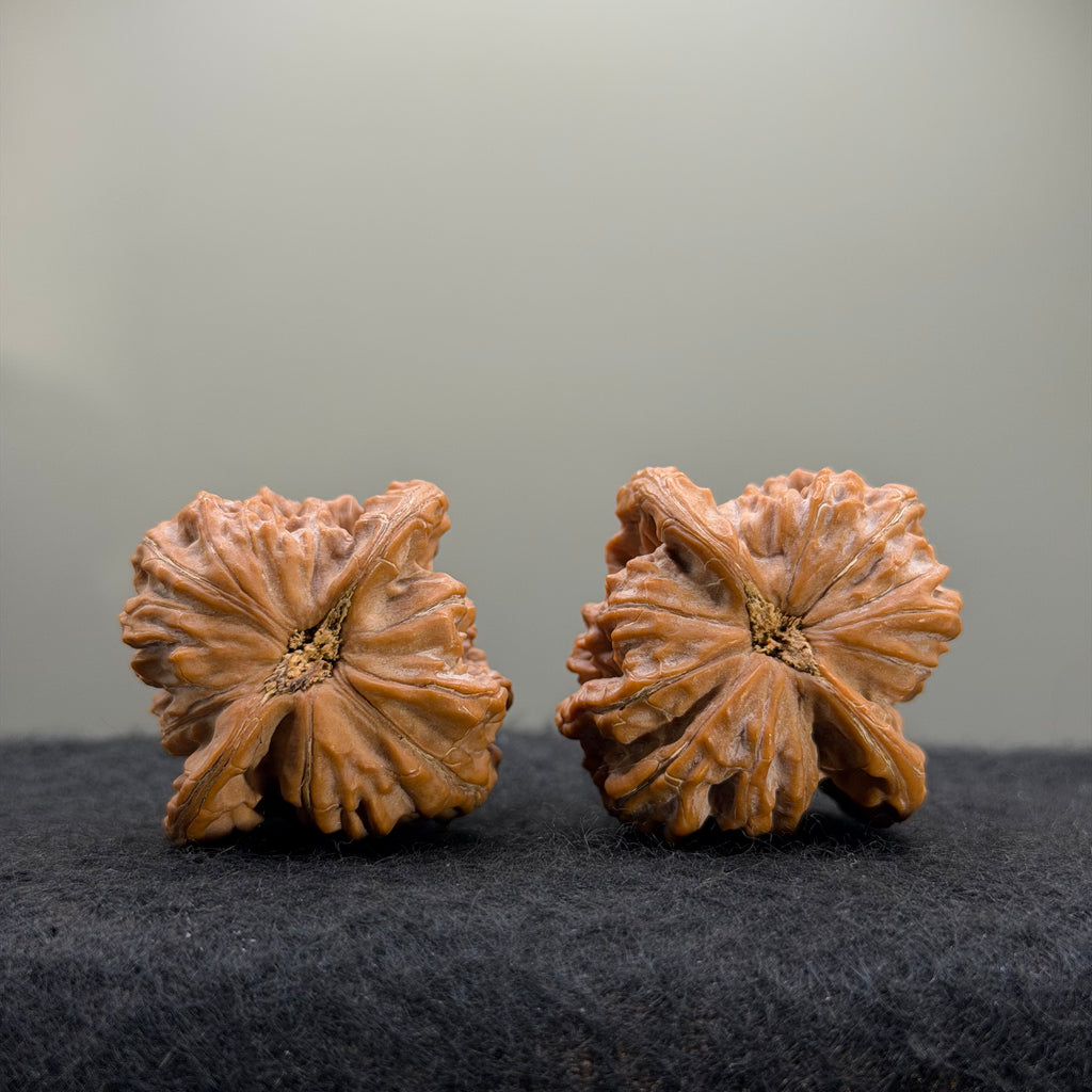 Guardian Tiger Wenwan Walnut · 37mm · Natural · Premium Ritual