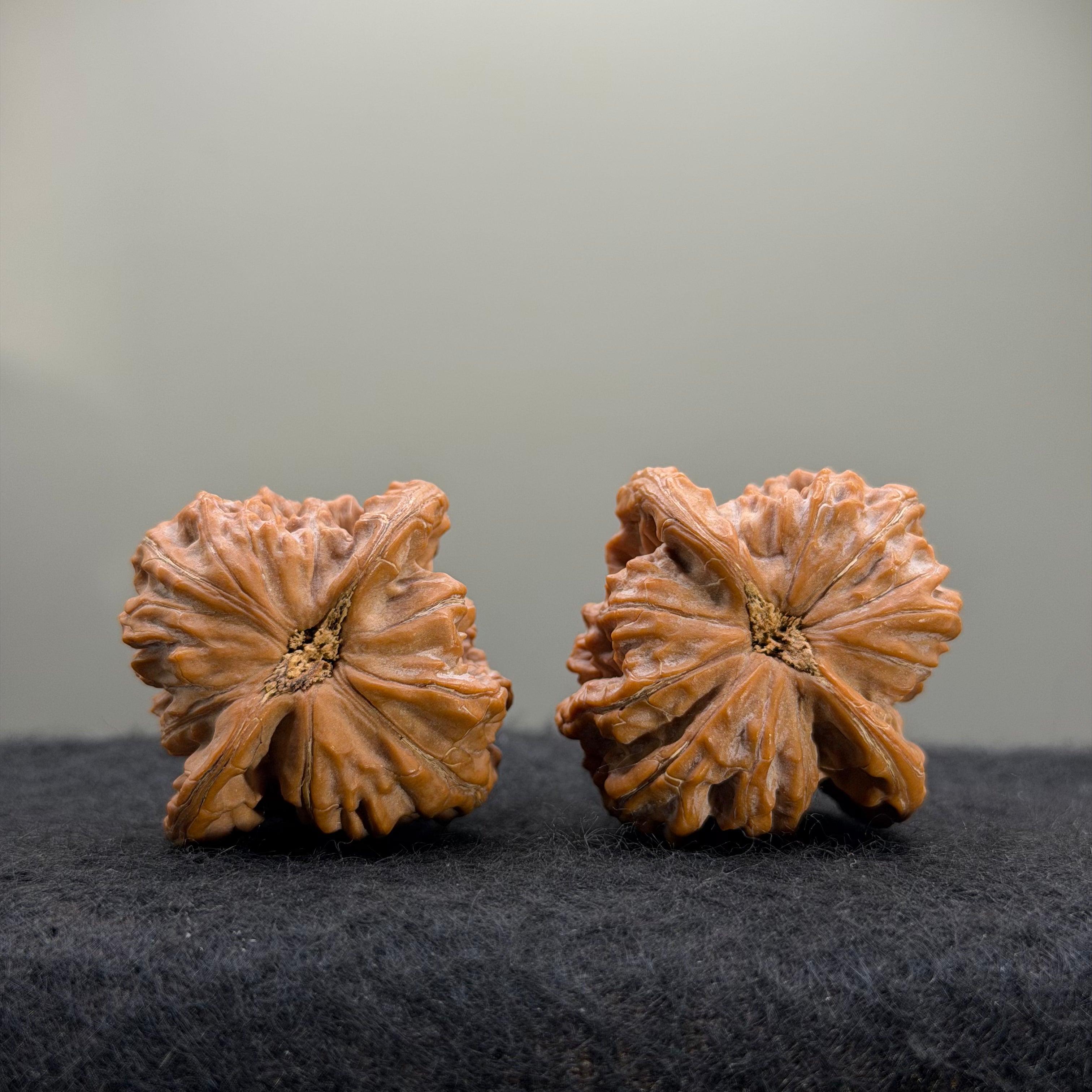 Guardian Tiger Wenwan Walnut · 37mm · Natural · Premium Ritual