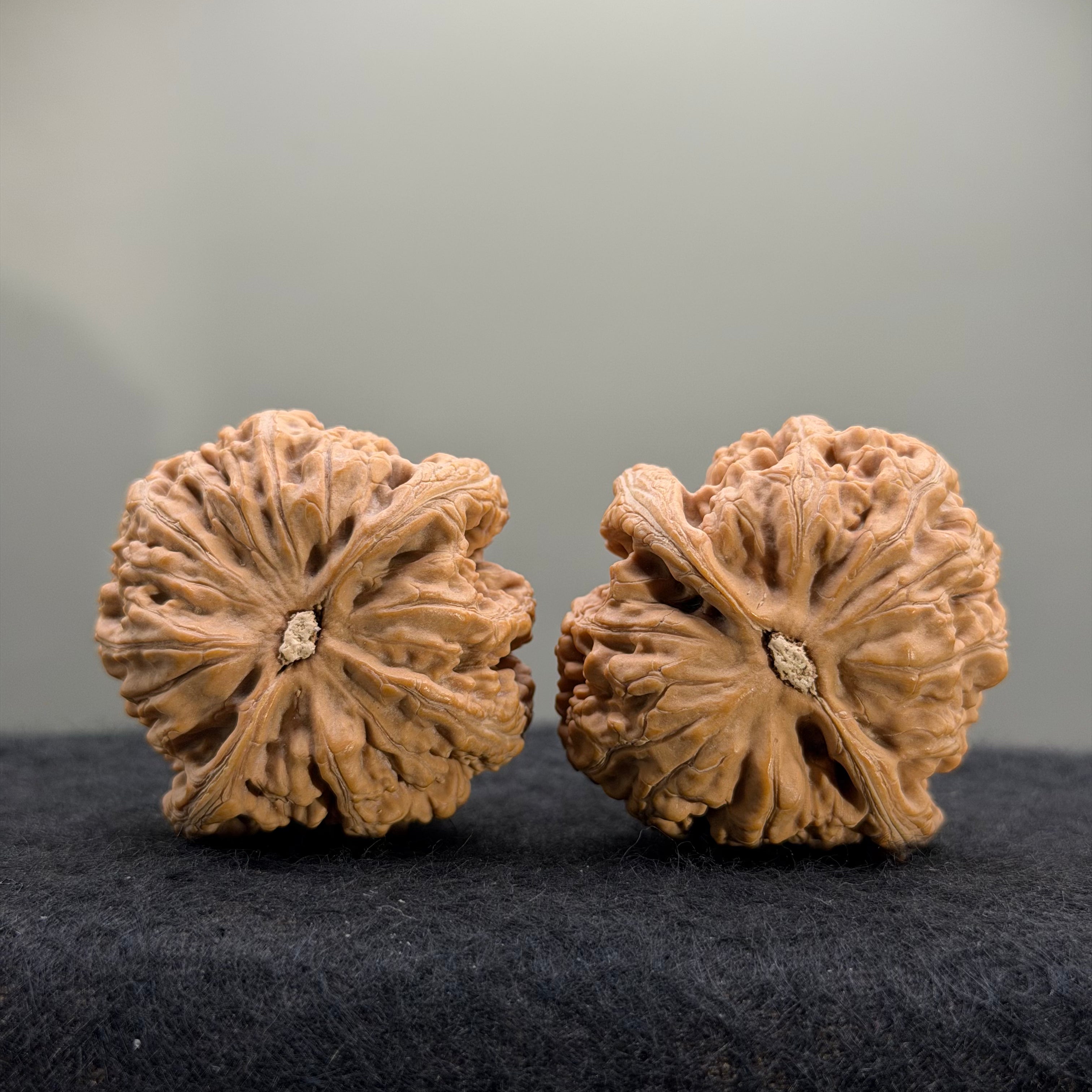 Thick Ribs Wenwan Walnut · 44mm · Natural · Entry Ritual
