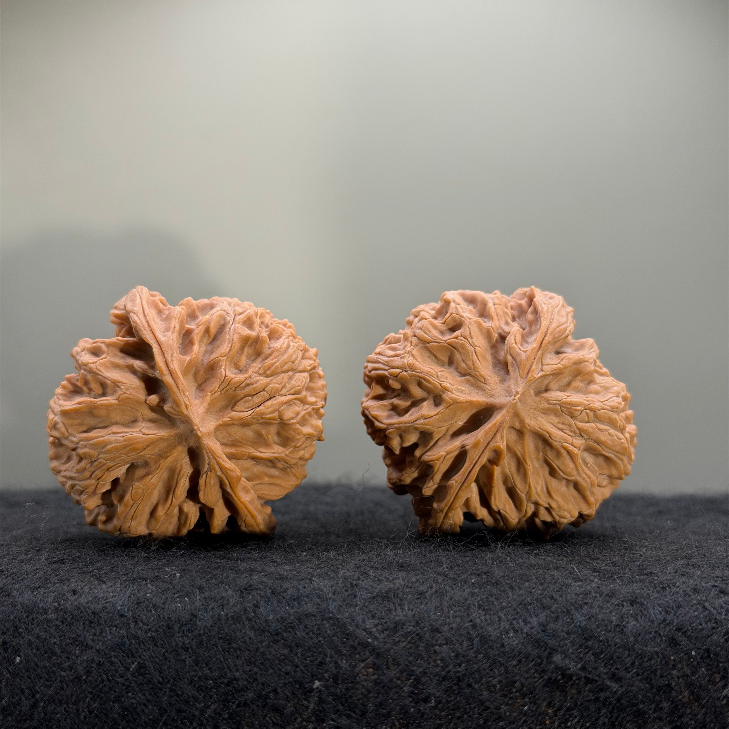 Giant Apple Orchard Wenwan Walnut · 44mm · Natural · Premium Ritual