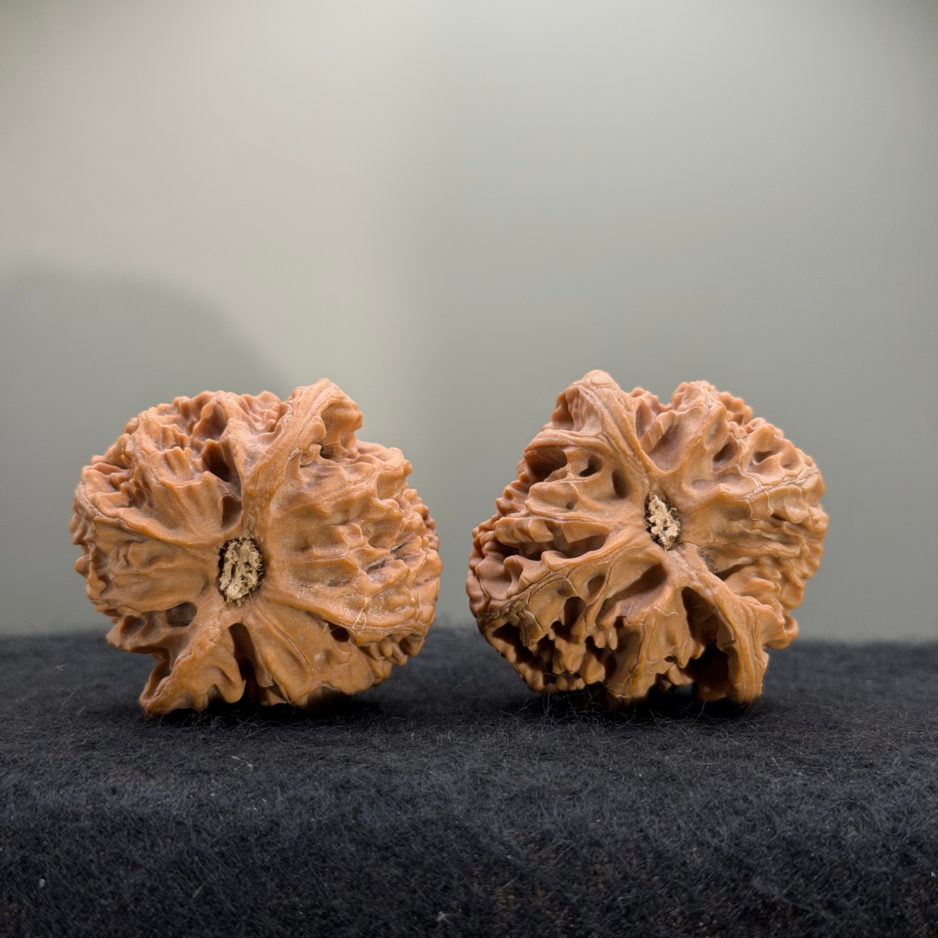 Giant Apple Orchard Wenwan Walnut · 44mm · Natural · Premium Ritual