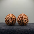Wild · Rose Wenwan Walnut  · 36mm · Natural · Collector Ritual
