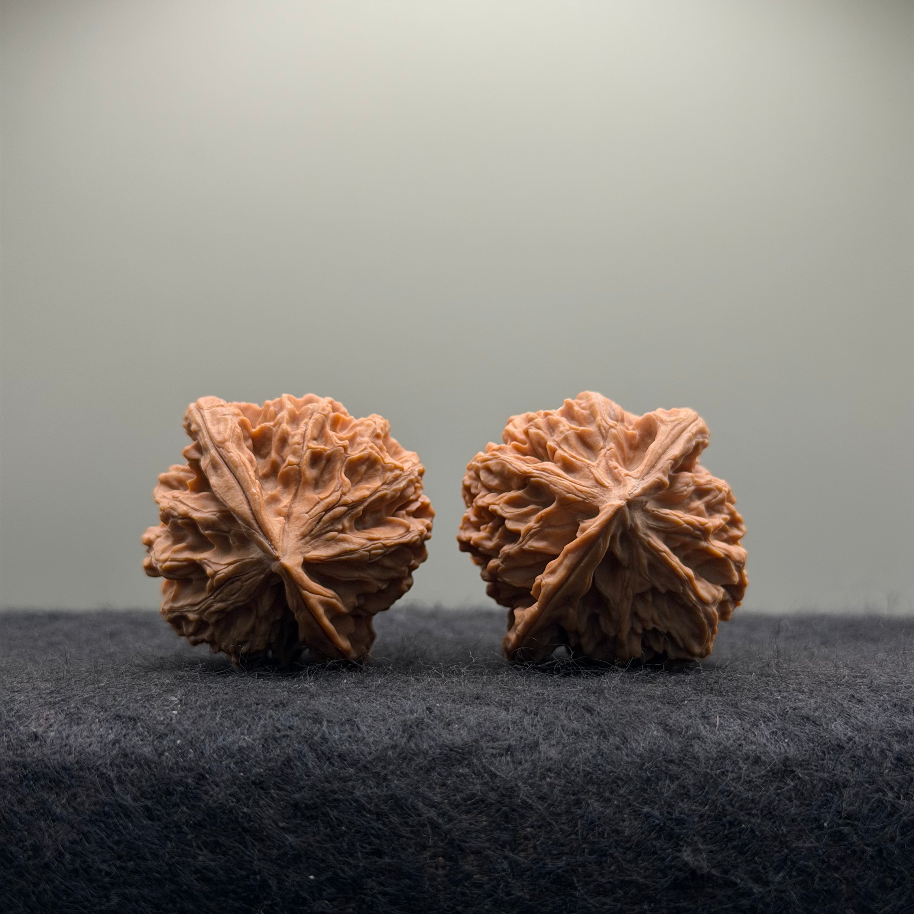 Wild · Rose Wenwan Walnut  · 36mm · Natural · Collector Ritual
