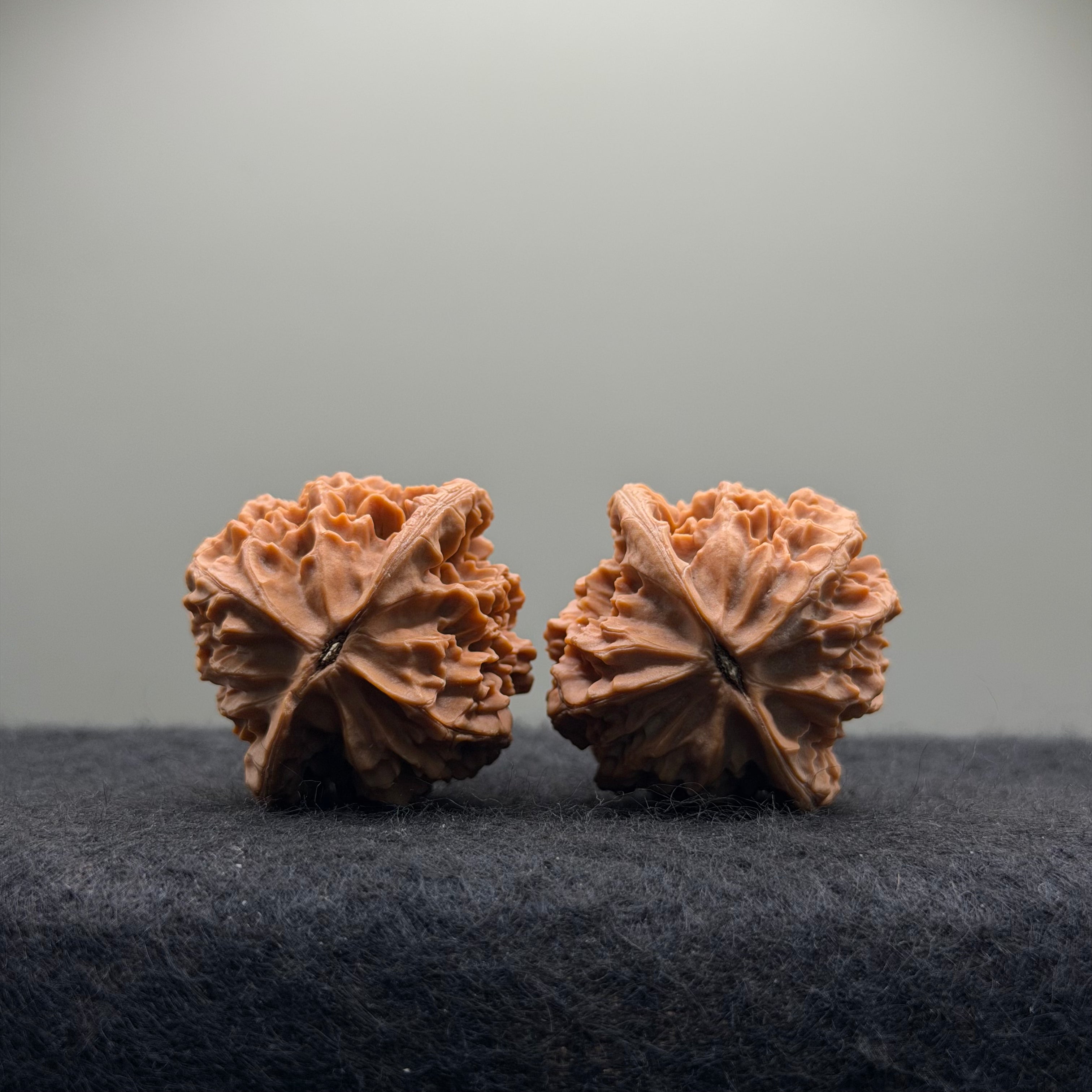 Wild · Rose Wenwan Walnut  · 36mm · Natural · Collector Ritual