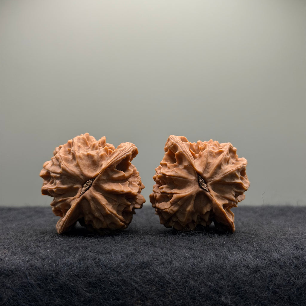 Wild · Mandala Wenwan Walnut  · 38mm · Natural · Collector Ritual