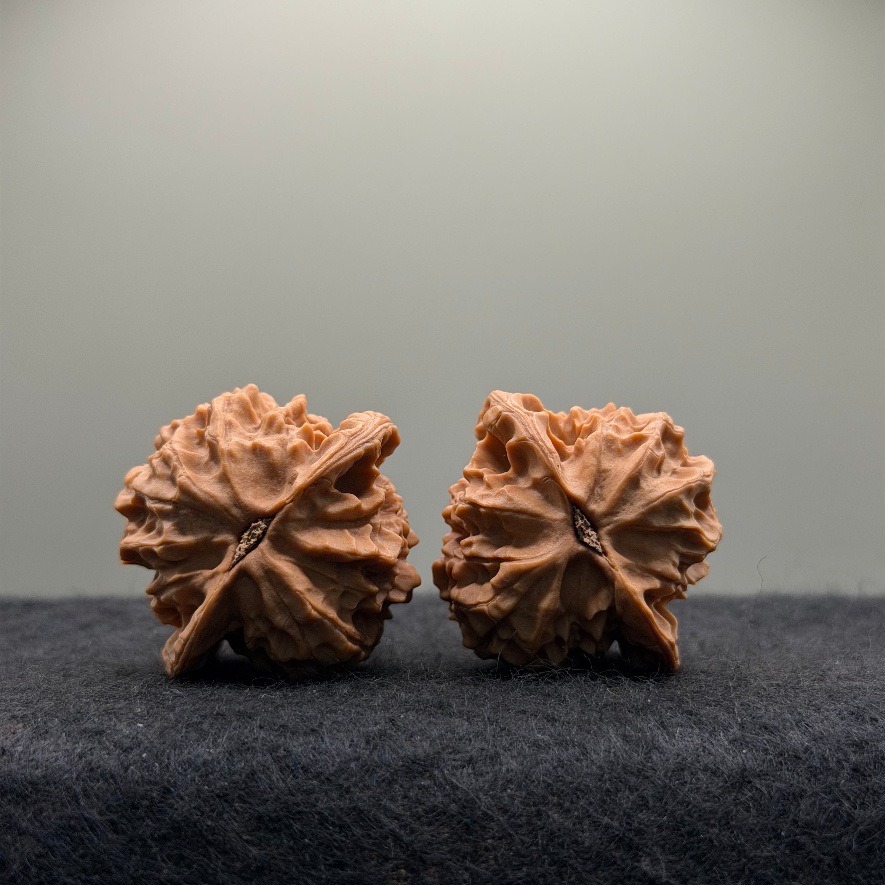 Wild · Mandala Wenwan Walnut  · 38mm · Natural · Collector Ritual