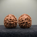 Phoenix Terrace Wenwan Walnut · 39mm · Natural · Premium Ritual