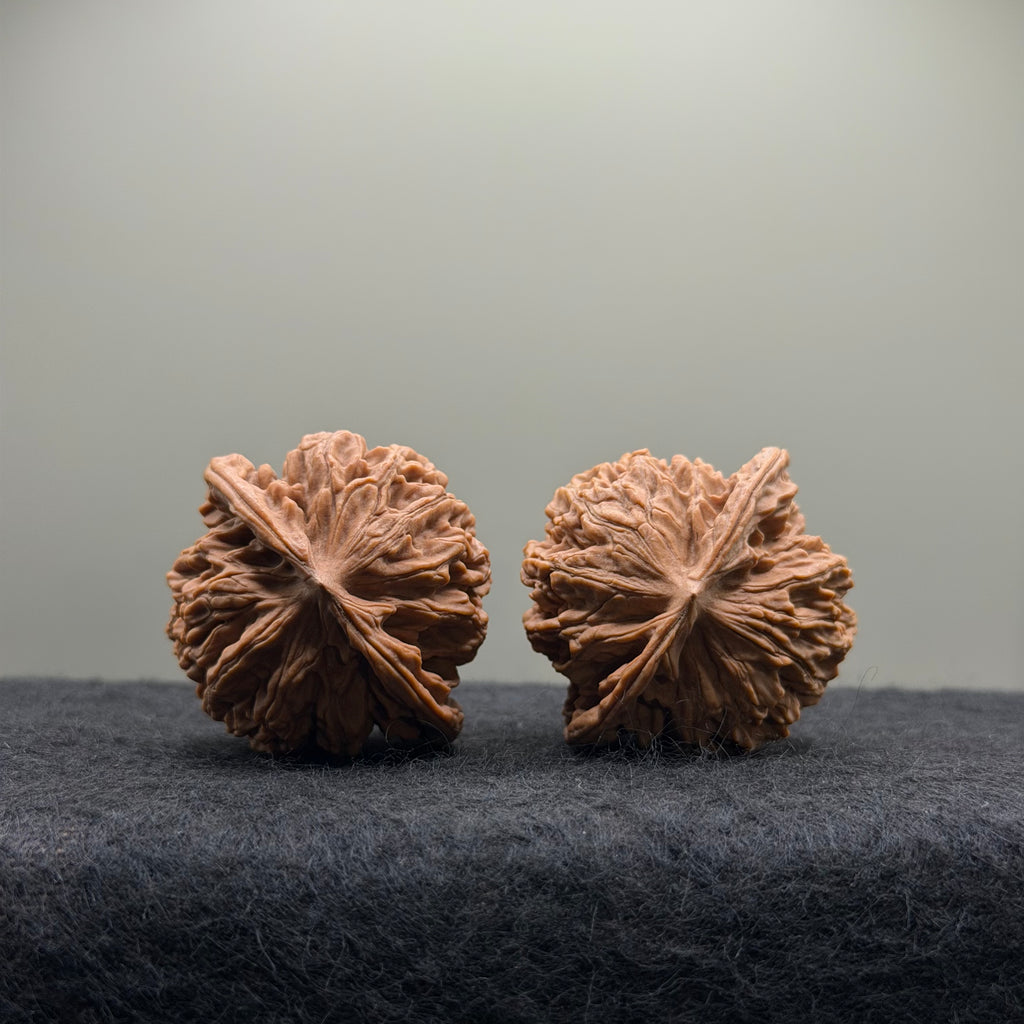 Coiling Dragon Wenwan Walnut · 41mm · Natural · Select Ritual