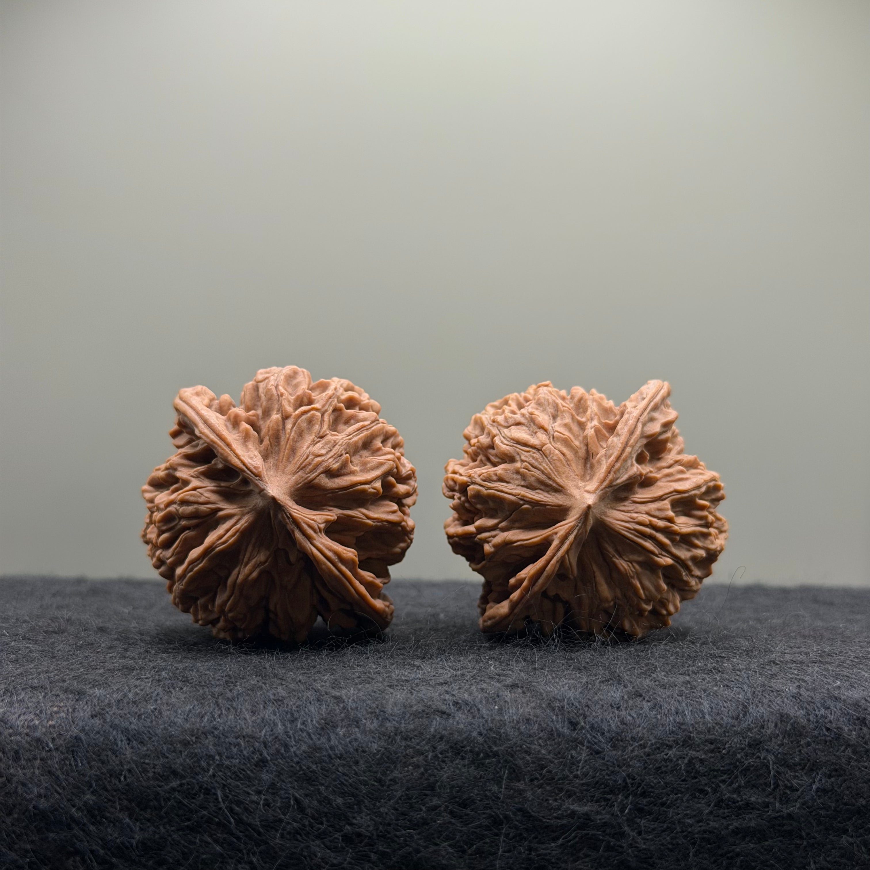 Coiling Dragon Wenwan Walnut · 41mm · Natural · Select Ritual