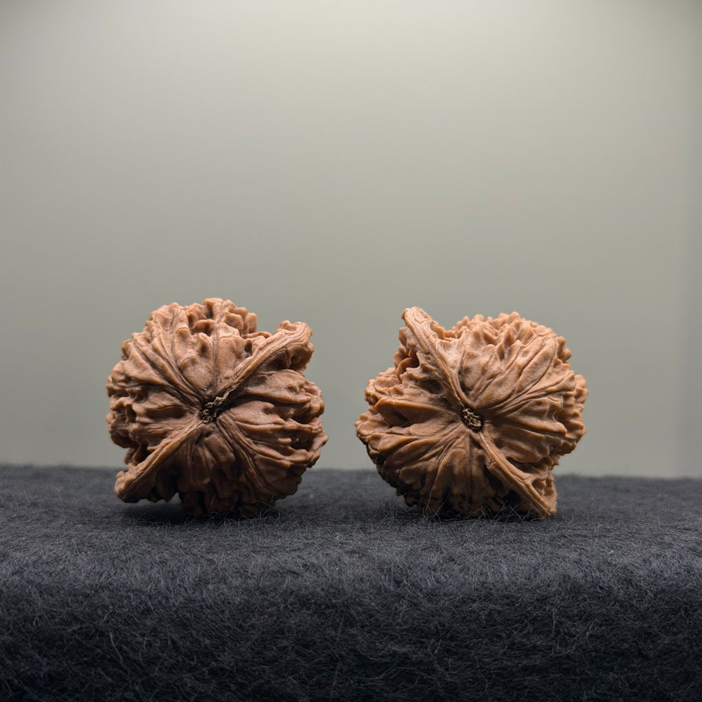 Coiling Dragon Wenwan Walnut · 41mm · Natural · Select Ritual
