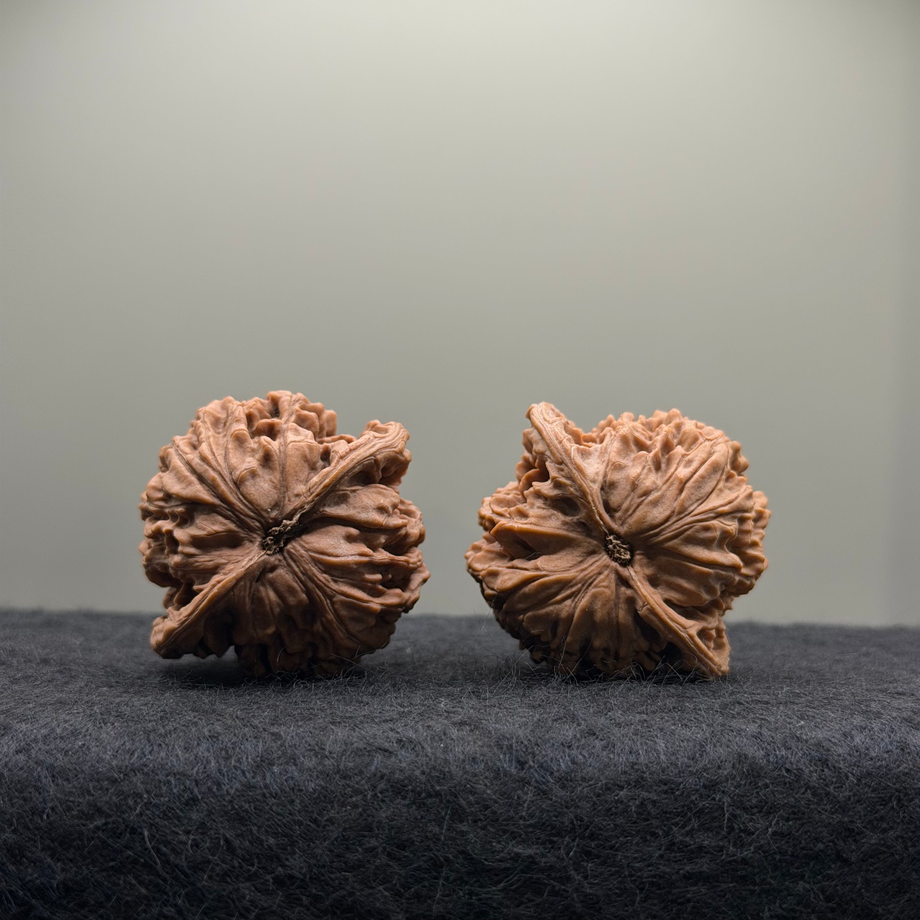 Coiling Dragon Wenwan Walnut · 41mm · Natural · Select Ritual