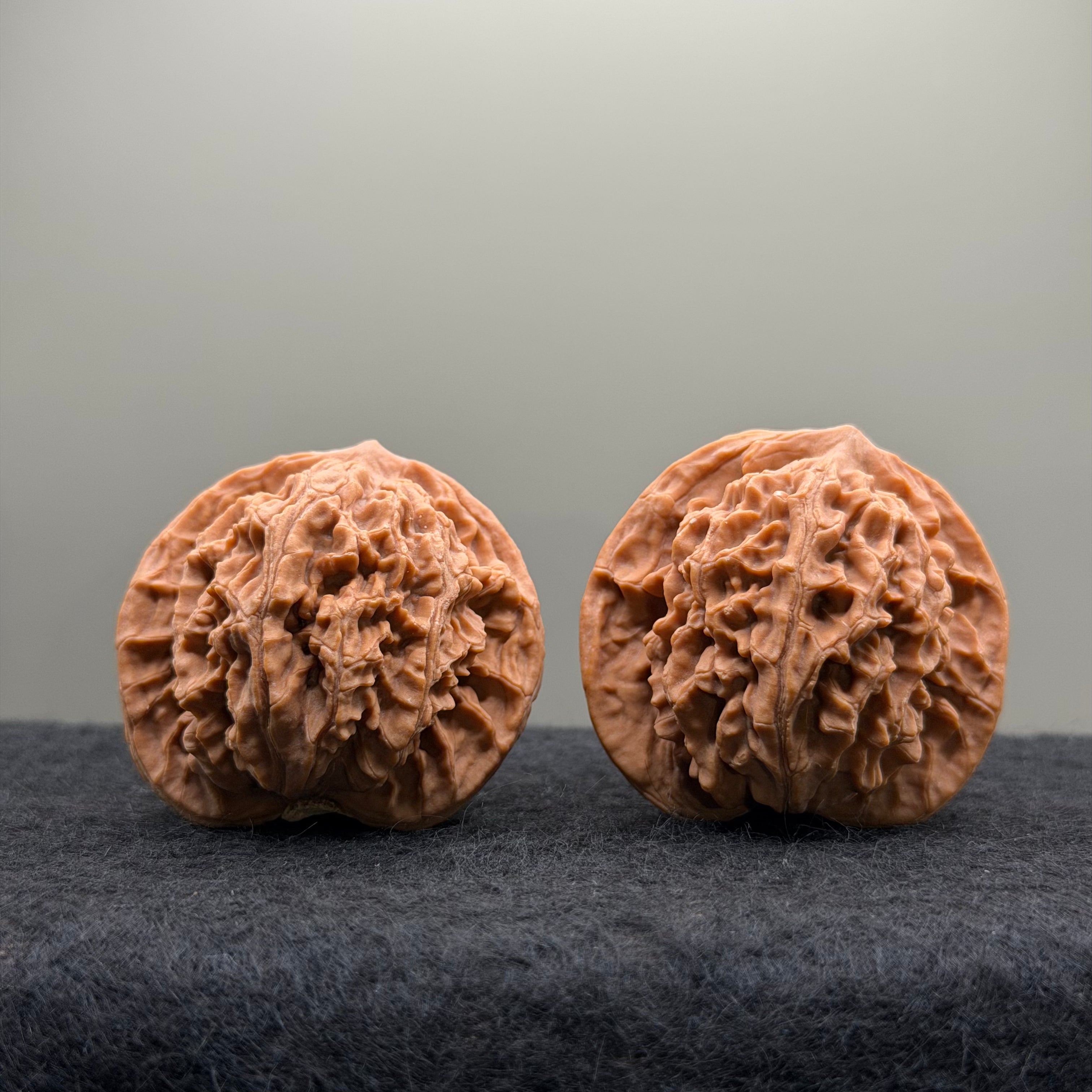 Coiling Dragon Wenwan Walnut  · 42mm · Natural · Entry Ritual