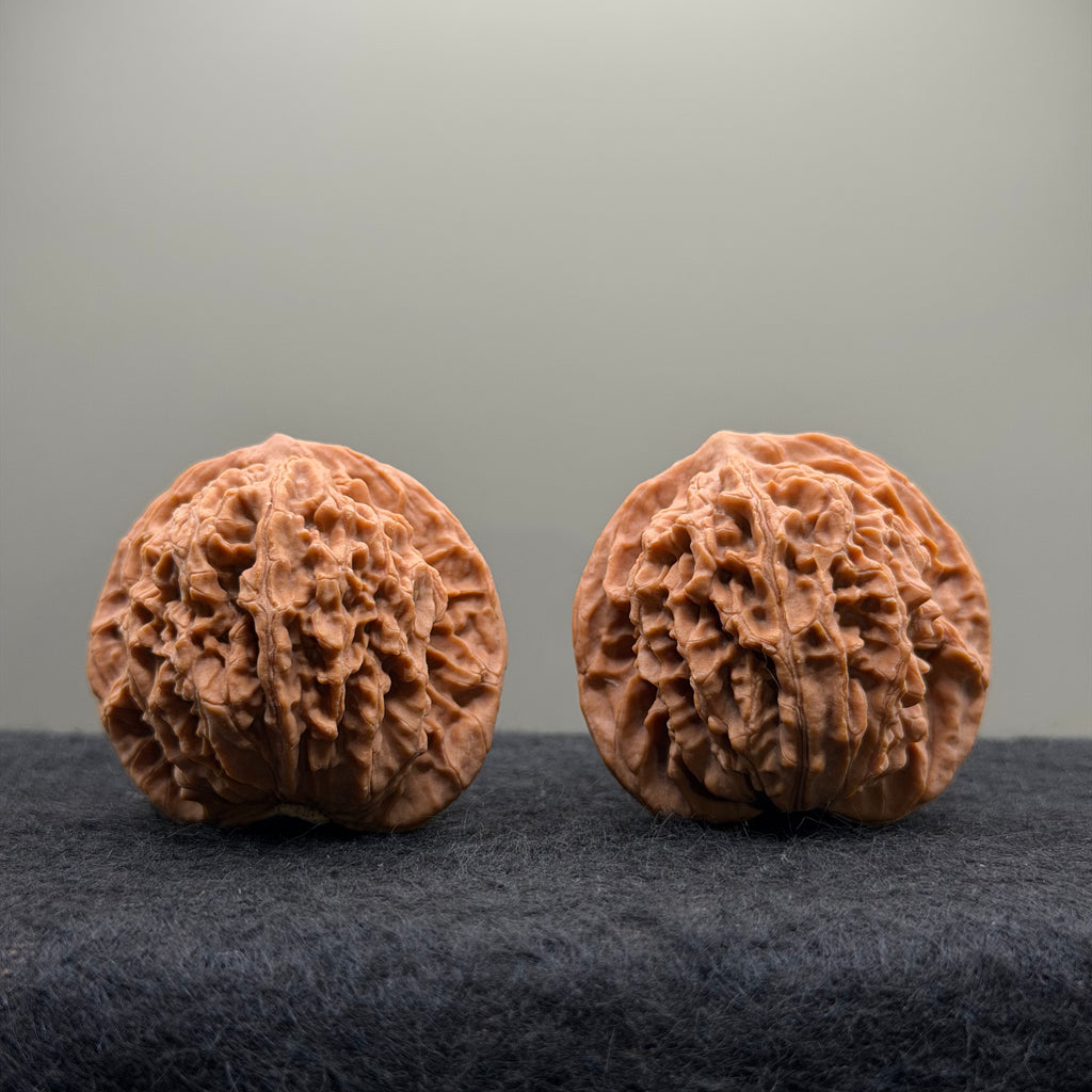 Coiling Dragon Wenwan Walnut  · 42mm · Natural · Entry Ritual