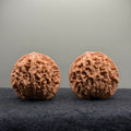 Coiling Dragon Wenwan Walnut  · 42mm · Natural · Entry Ritual