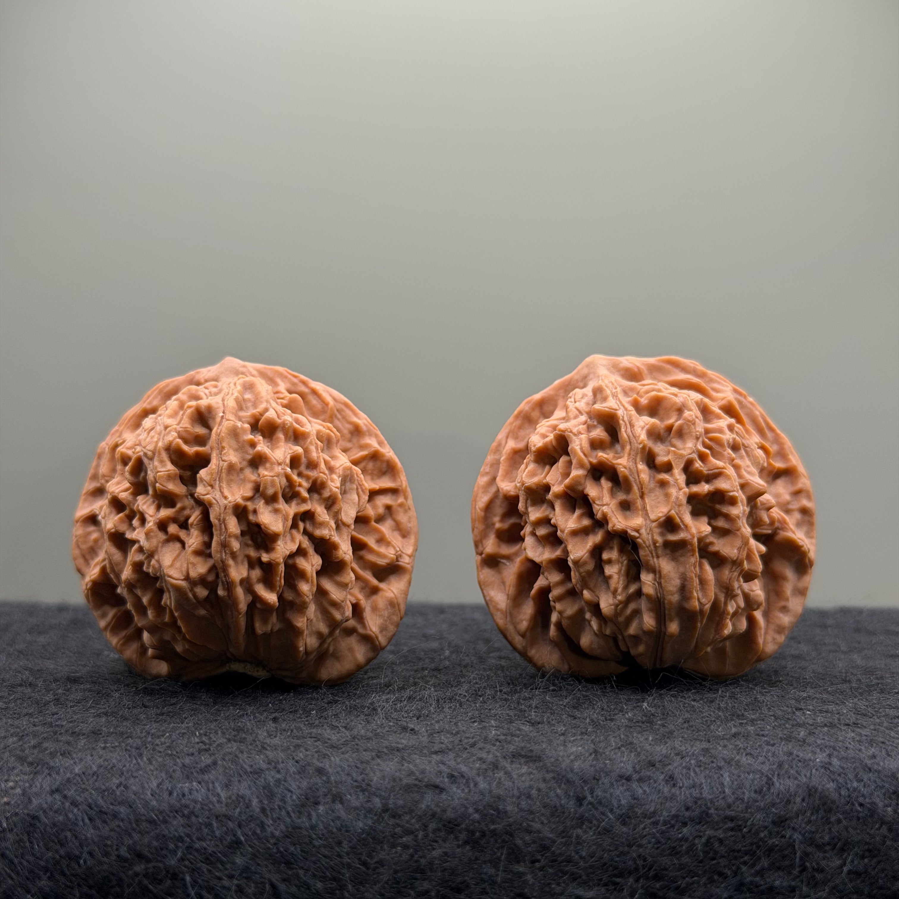 Coiling Dragon Wenwan Walnut  · 42mm · Natural · Entry Ritual