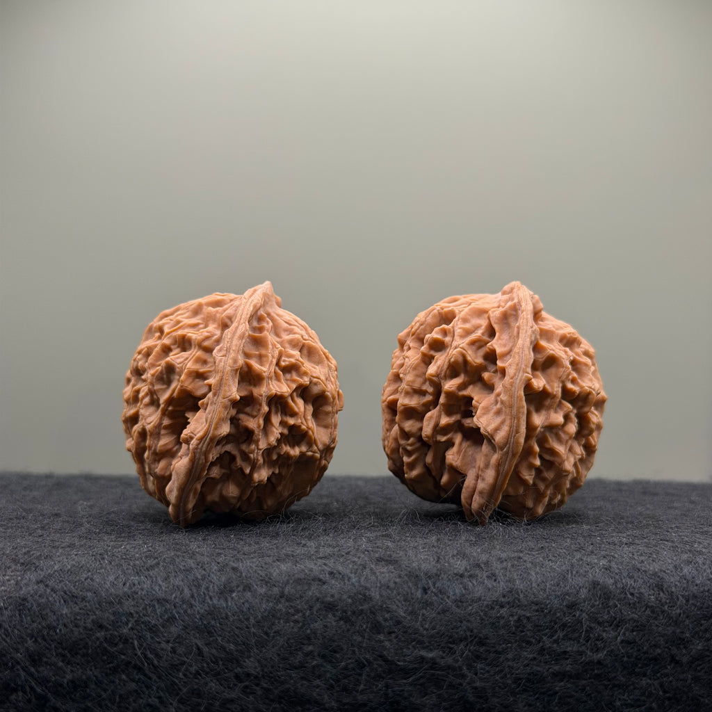 Coiling Dragon Wenwan Walnut  · 42mm · Natural · Entry Ritual