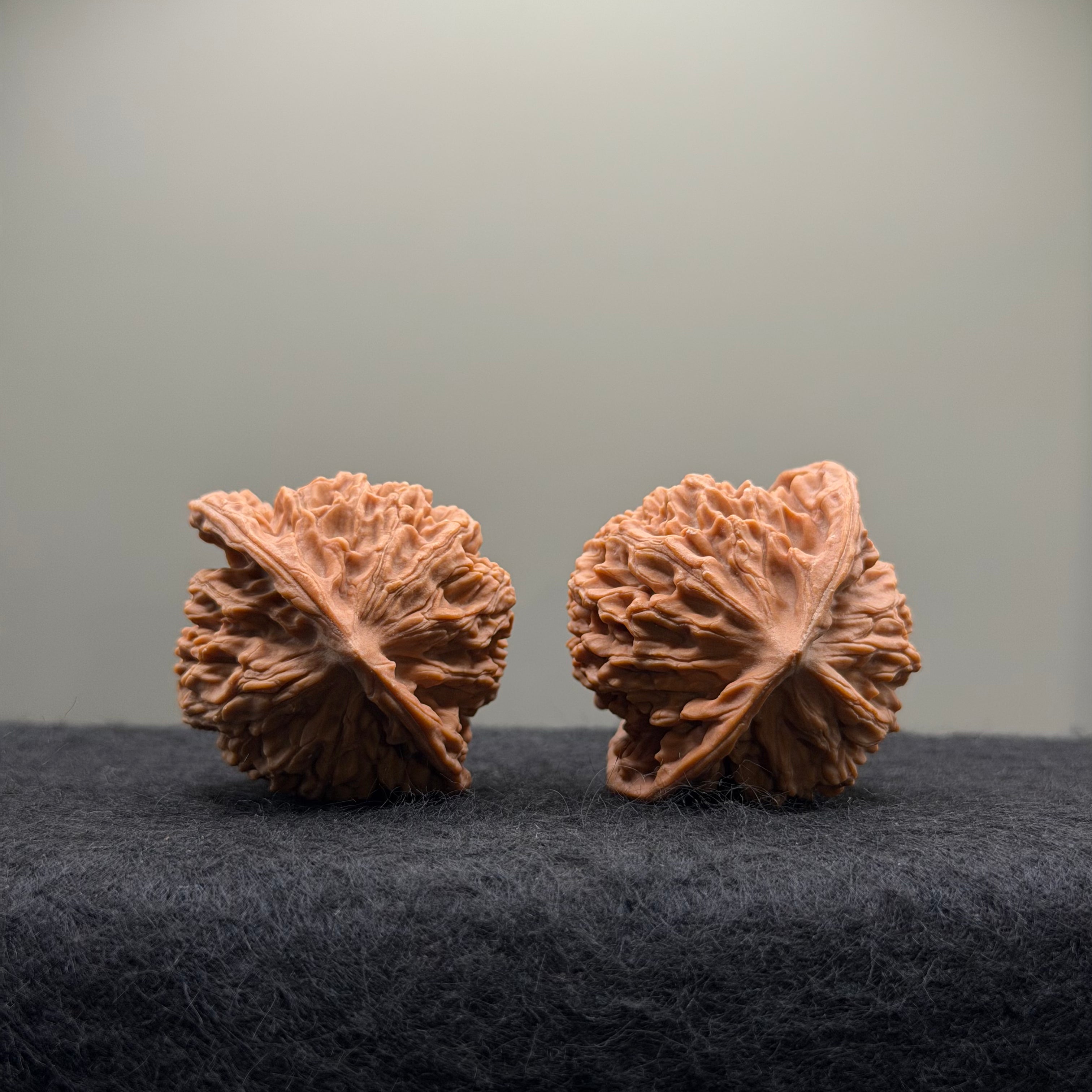 Coiling Dragon Wenwan Walnut  · 42mm · Natural · Entry Ritual