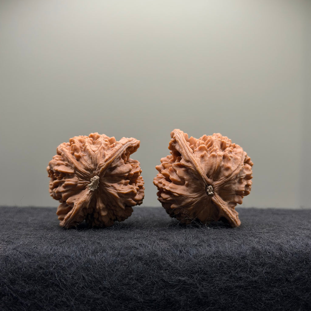 Coiling Dragon Wenwan Walnut  · 42mm · Natural · Entry Ritual