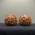 White Lion Wenwan Walnut · 42mm · Select Ritual