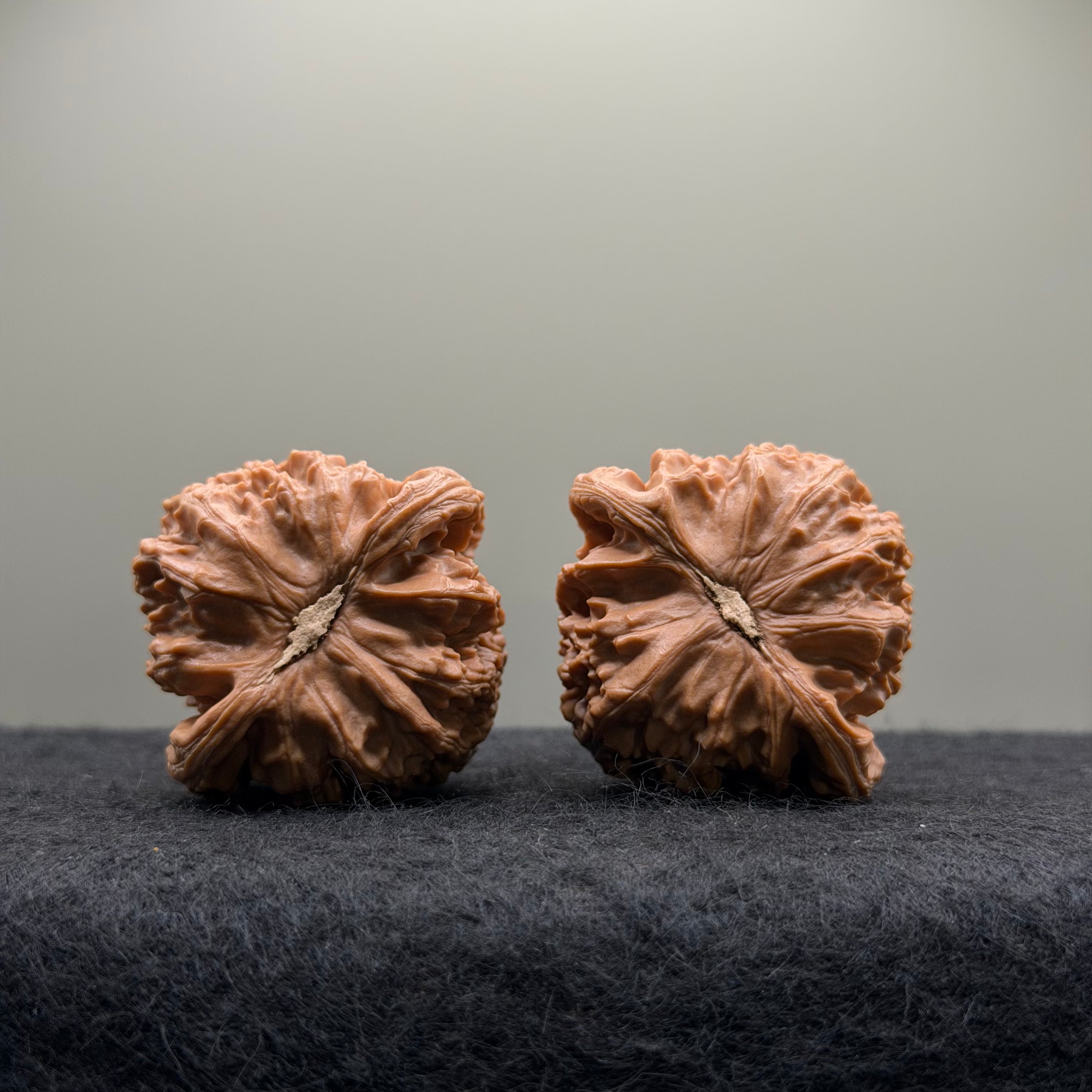 White Lion Wenwan Walnut · 42mm · Select Ritual