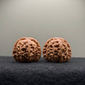 White Lion Wenwan Walnut · 39mm · Select Ritual