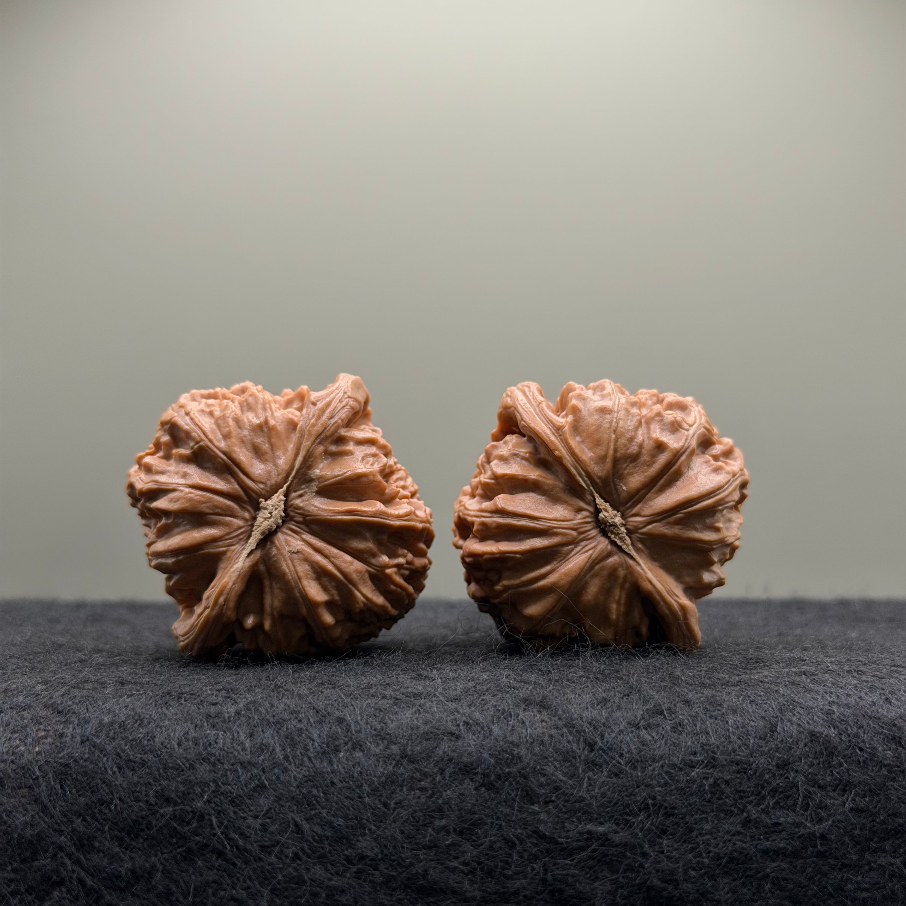 White Lion Wenwan Walnut · 39mm · Select Ritual