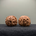 White Lion Wenwan Walnut · 38mm · Select Ritual