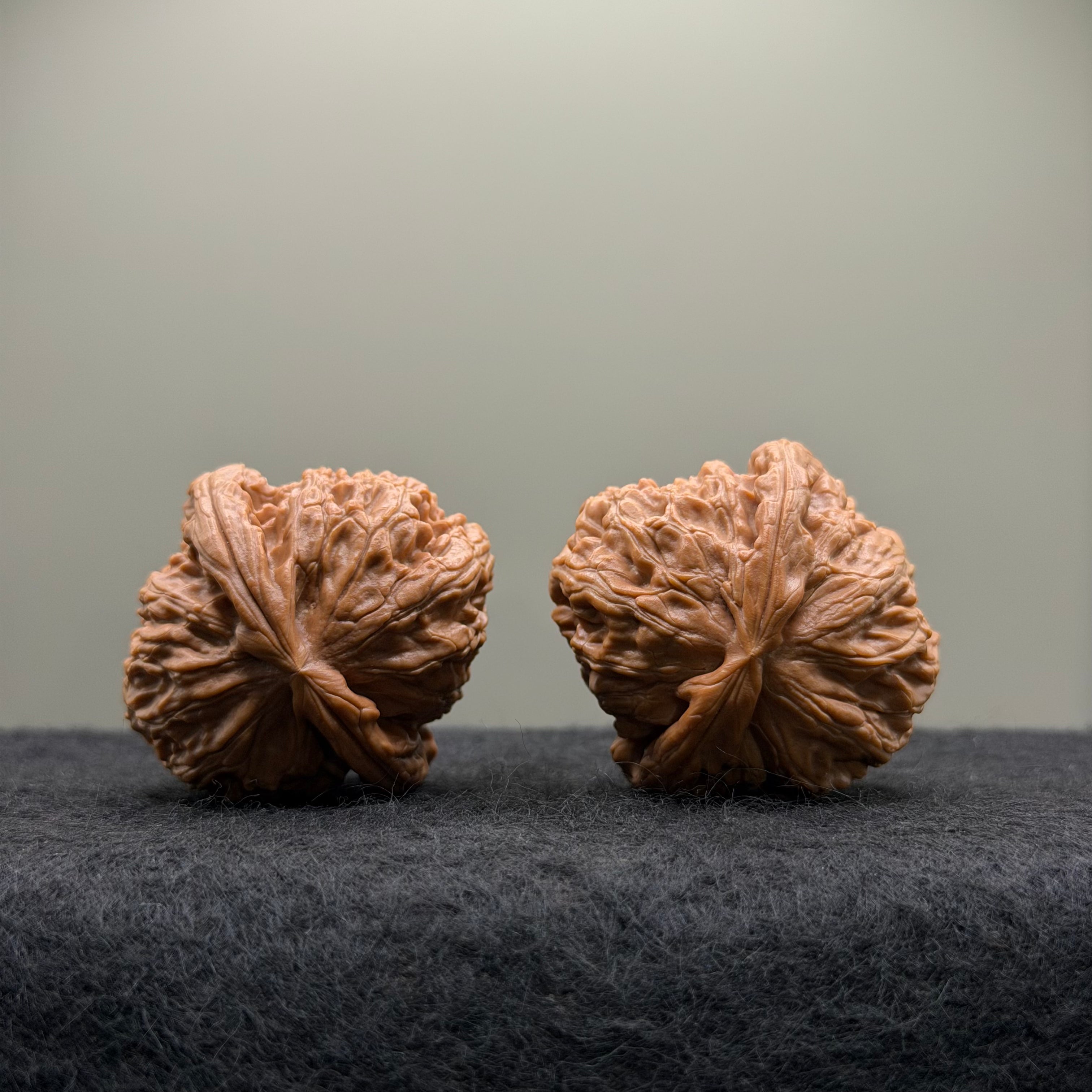 White Lion Wenwan Walnut · 38mm · Select Ritual
