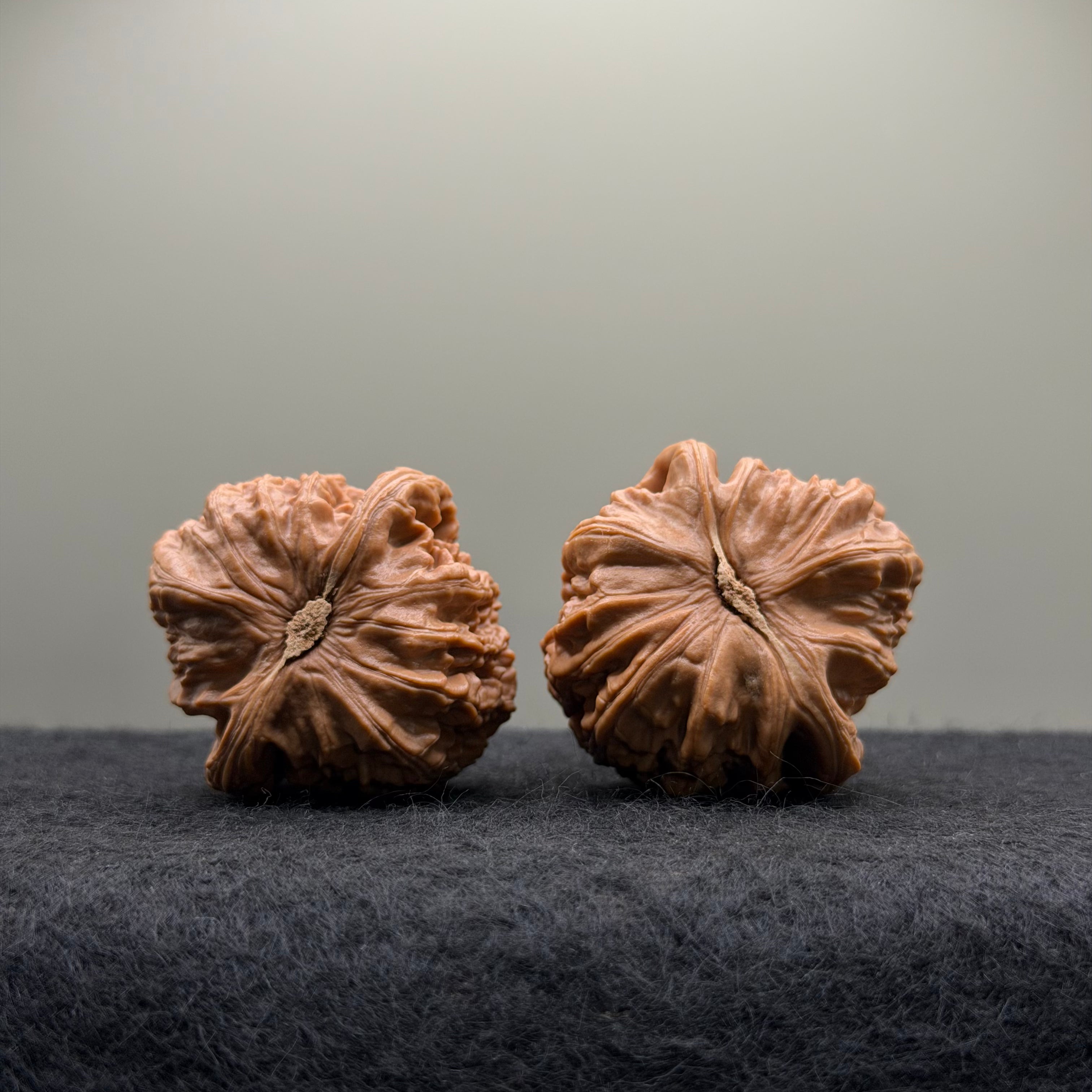 White Lion Wenwan Walnut · 38mm · Select Ritual