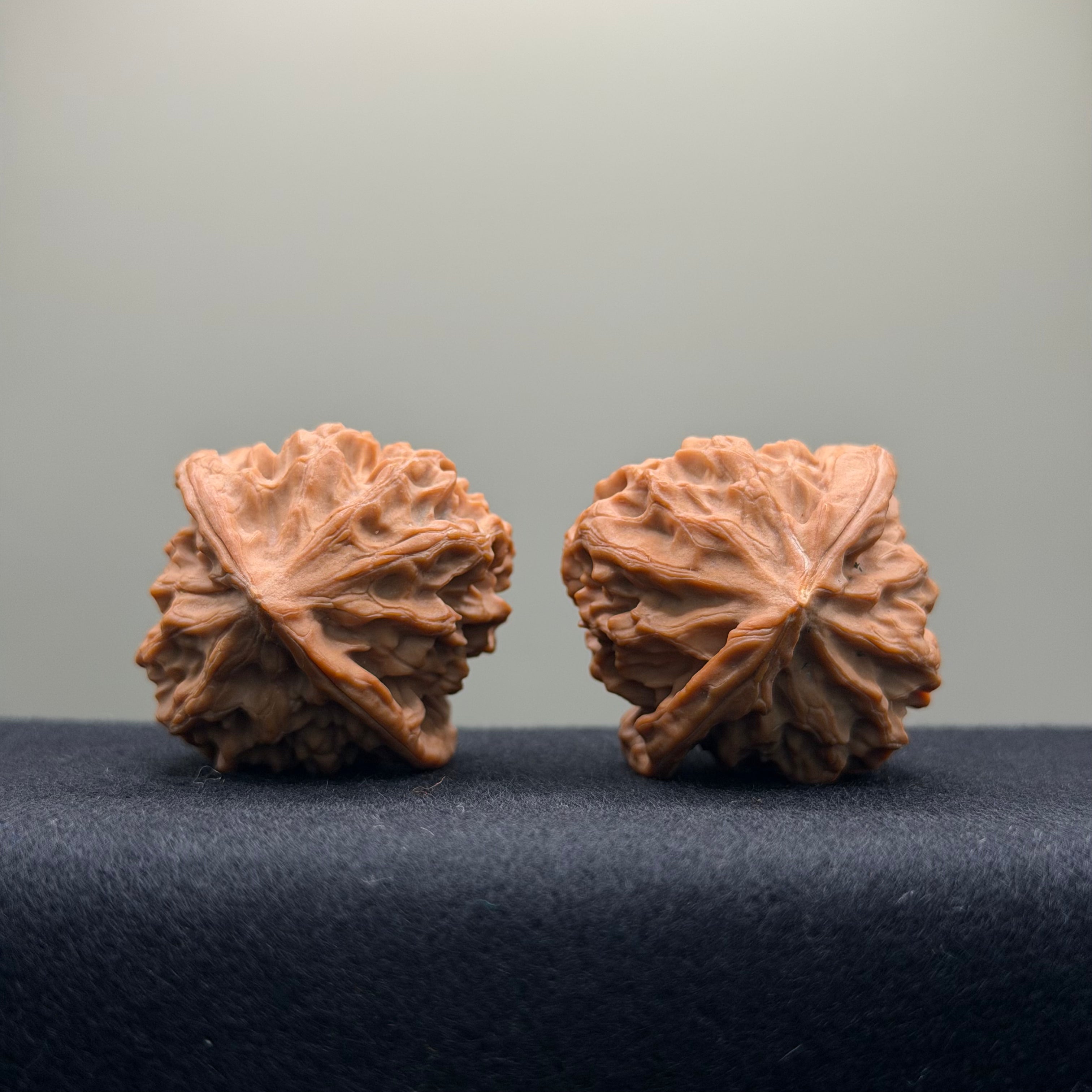 Dragon Scale Wenwan Walnut · 39mm · Natural · Collector Ritual