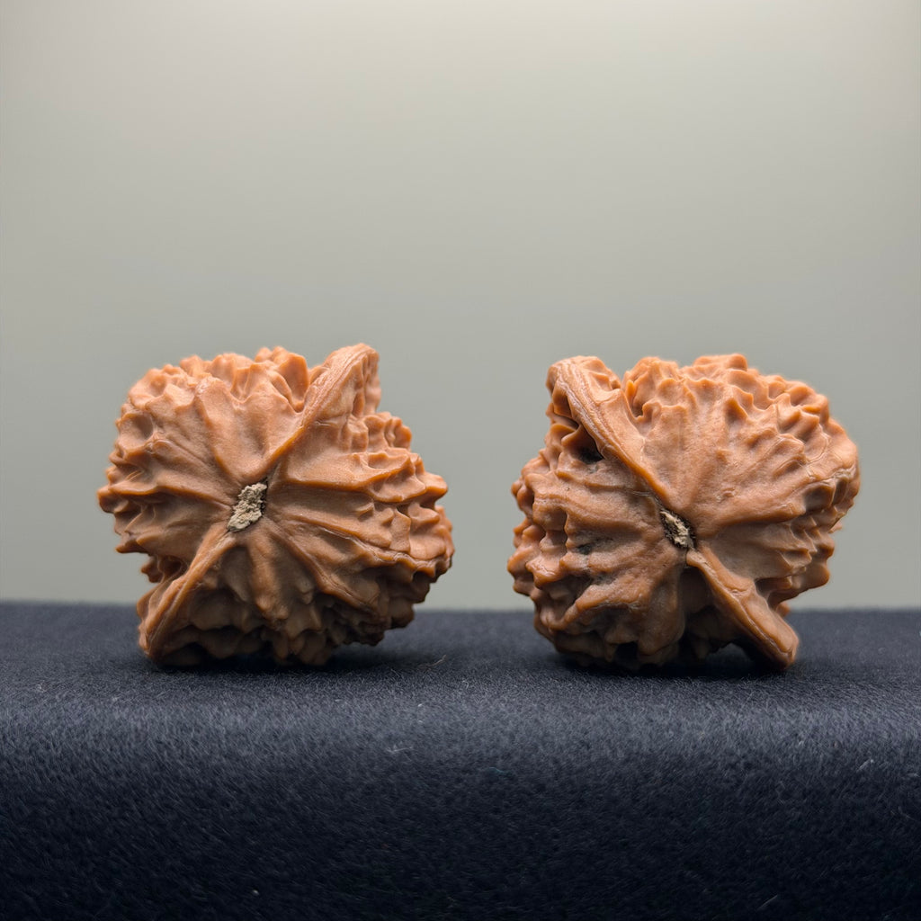 Dragon Scale Wenwan Walnut · 39mm · Natural · Collector Ritual