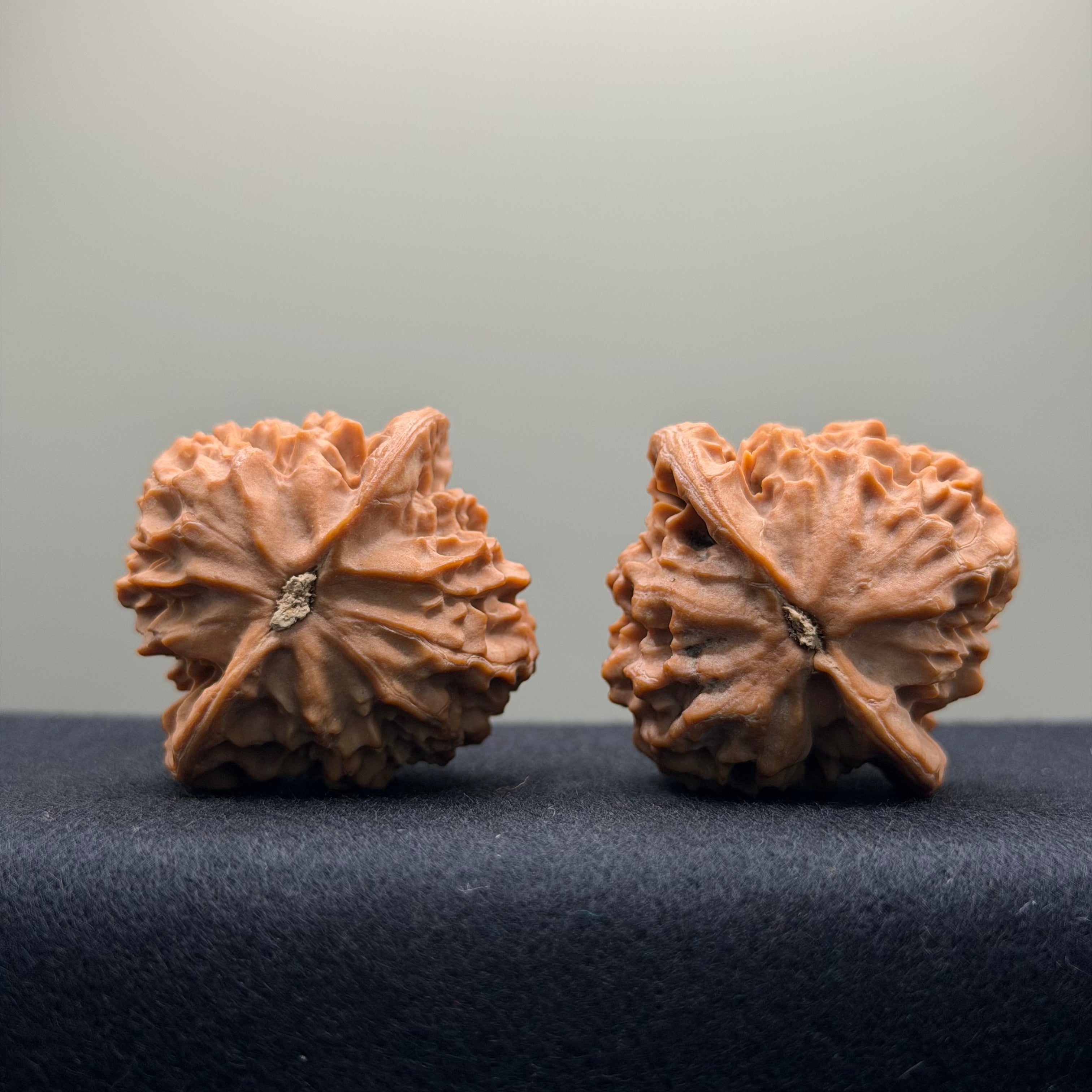Dragon Scale Wenwan Walnut · 39mm · Natural · Collector Ritual