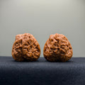 Toad Head Wenwan Walnut · 37mm · Collector Ritual