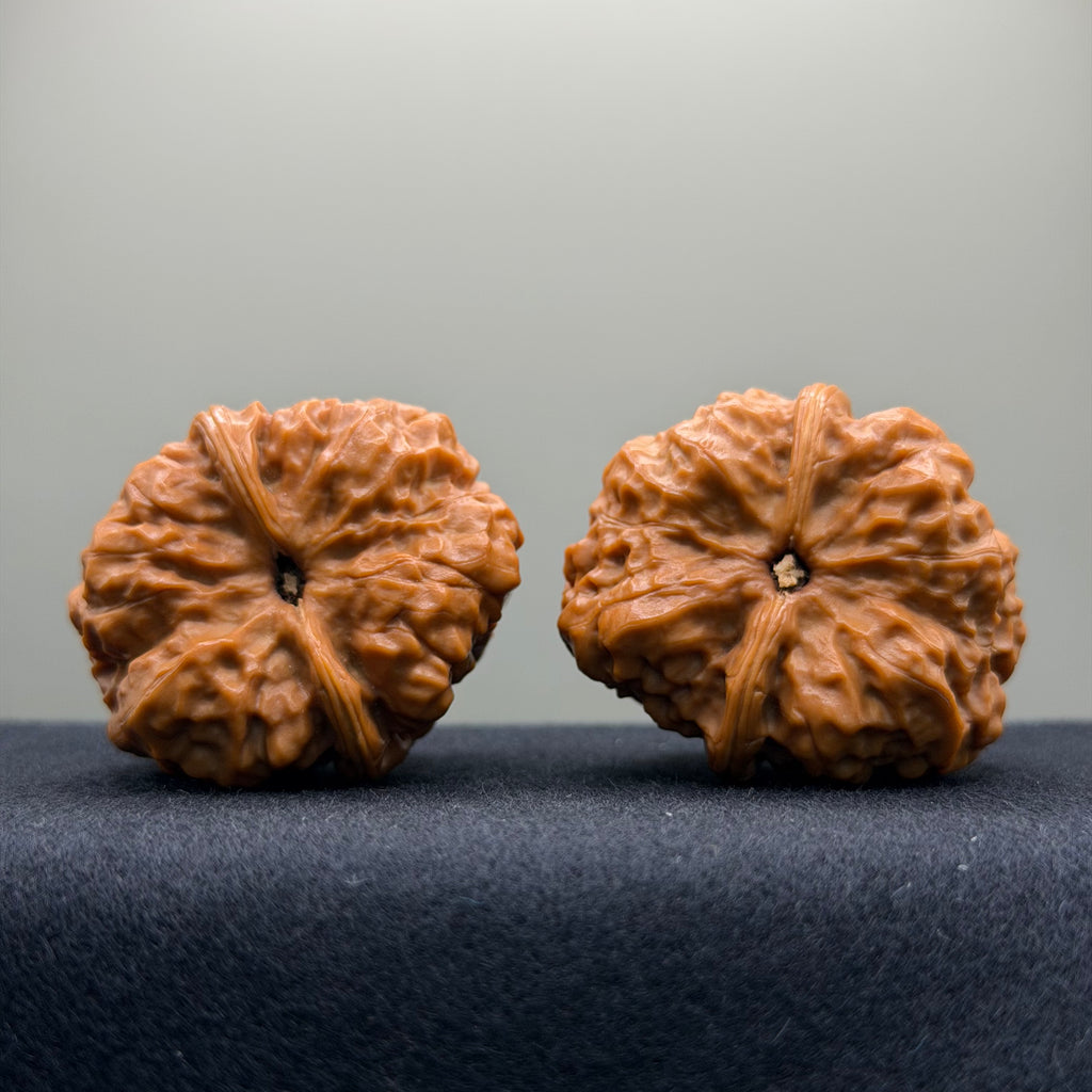 Toad Head Wenwan Walnut · 37mm · Collector Ritual