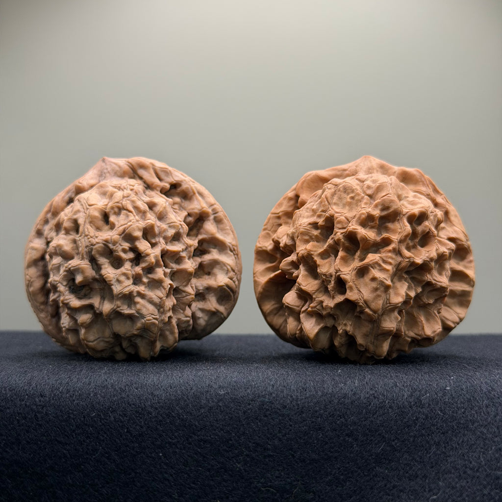 Dragon Cauldron Wenwan Walnut · 51mm · Natural · Premium Ritual