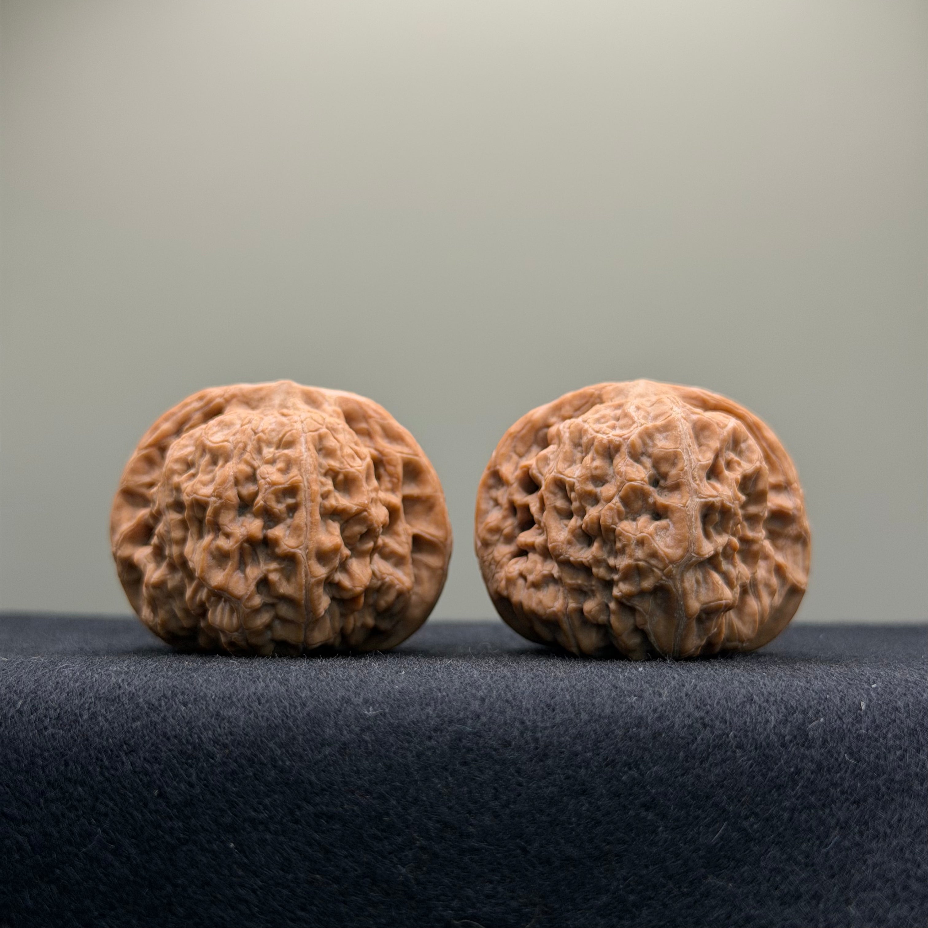 Black Lion Wenwan Walnut · 37mm · Natural · Collector Ritual