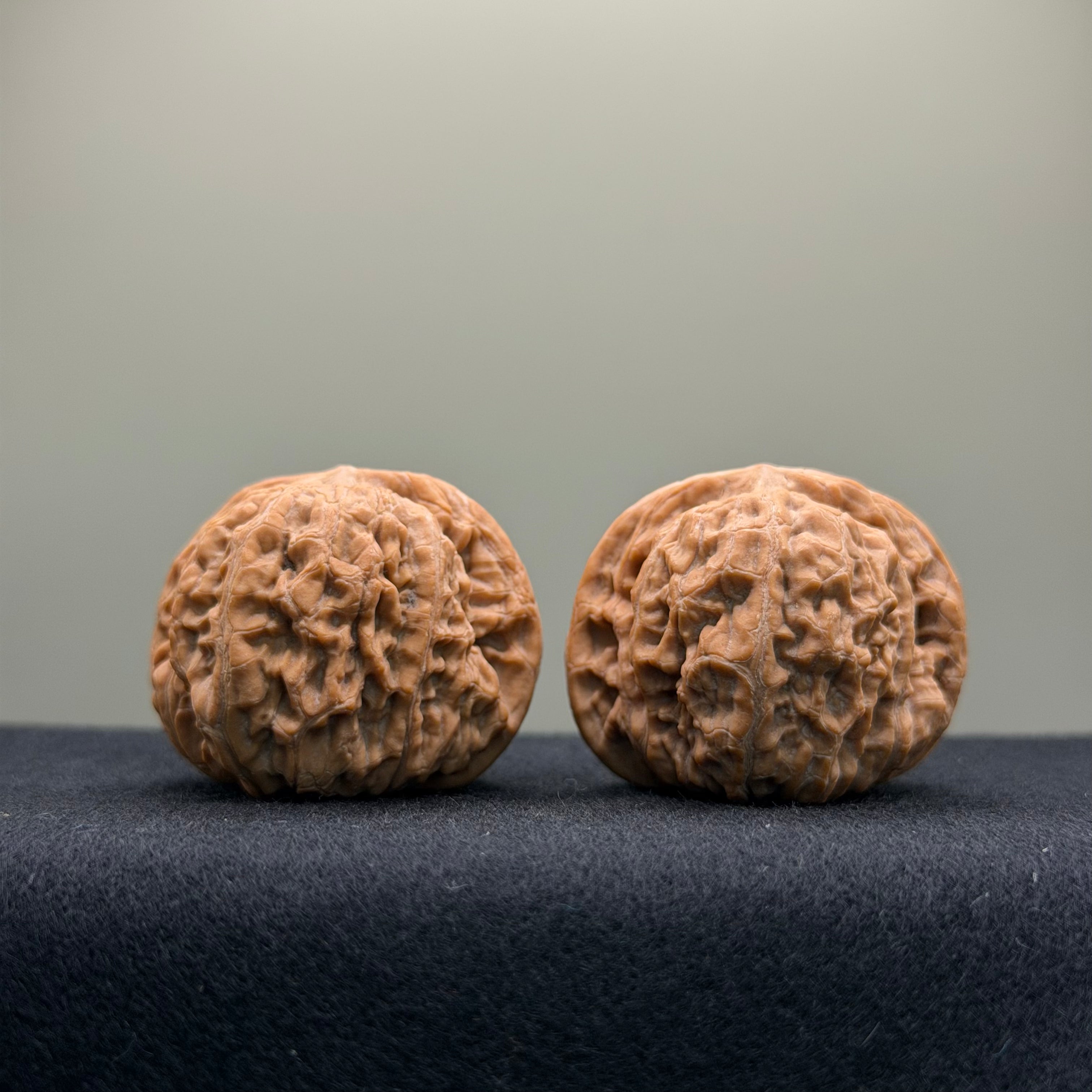 Black Lion Wenwan Walnut · 37mm · Natural · Collector Ritual