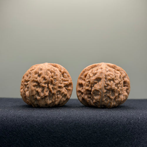 Black Lion Wenwan Walnut · 37mm · Natural · Collector Ritual