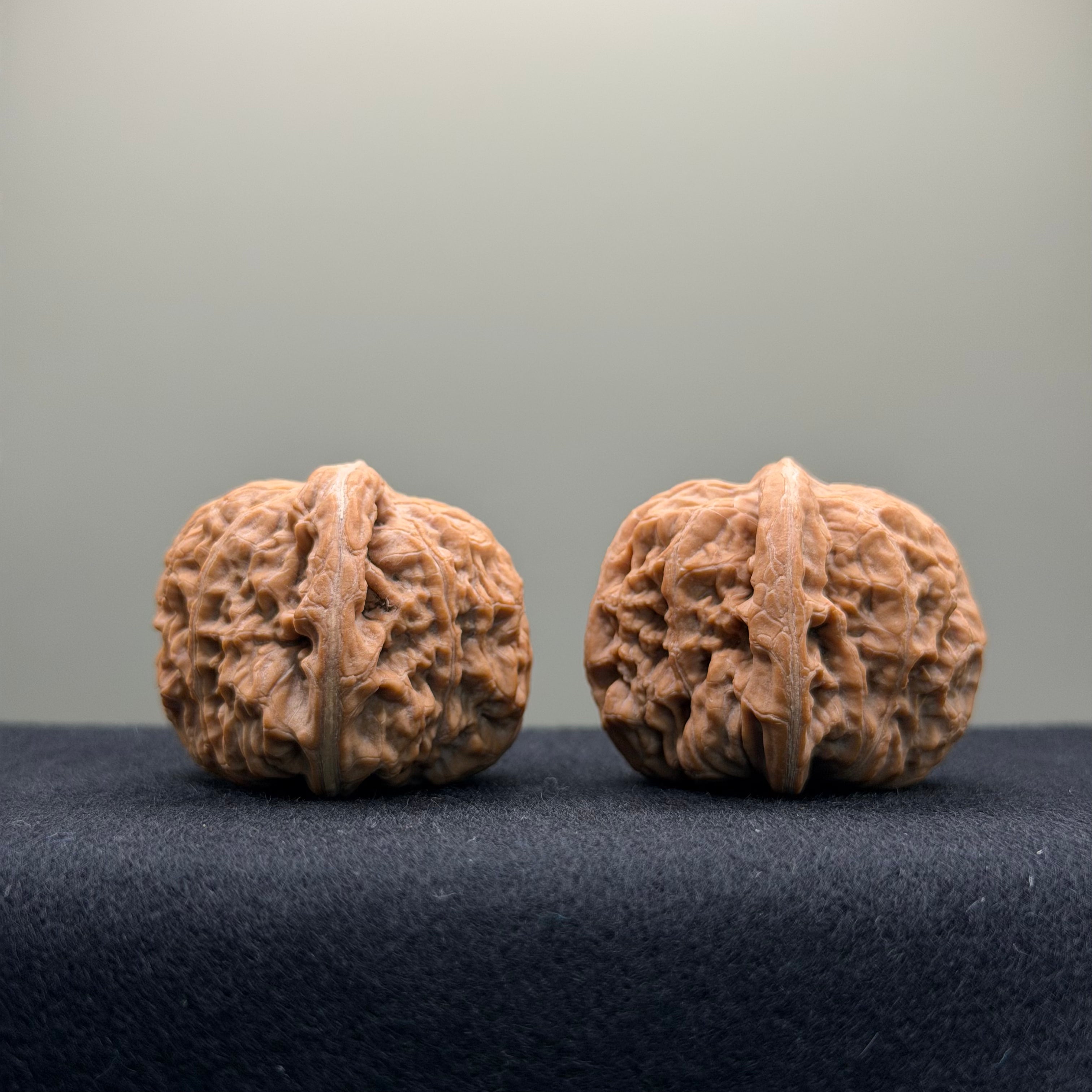 Black Lion Wenwan Walnut · 37mm · Natural · Collector Ritual