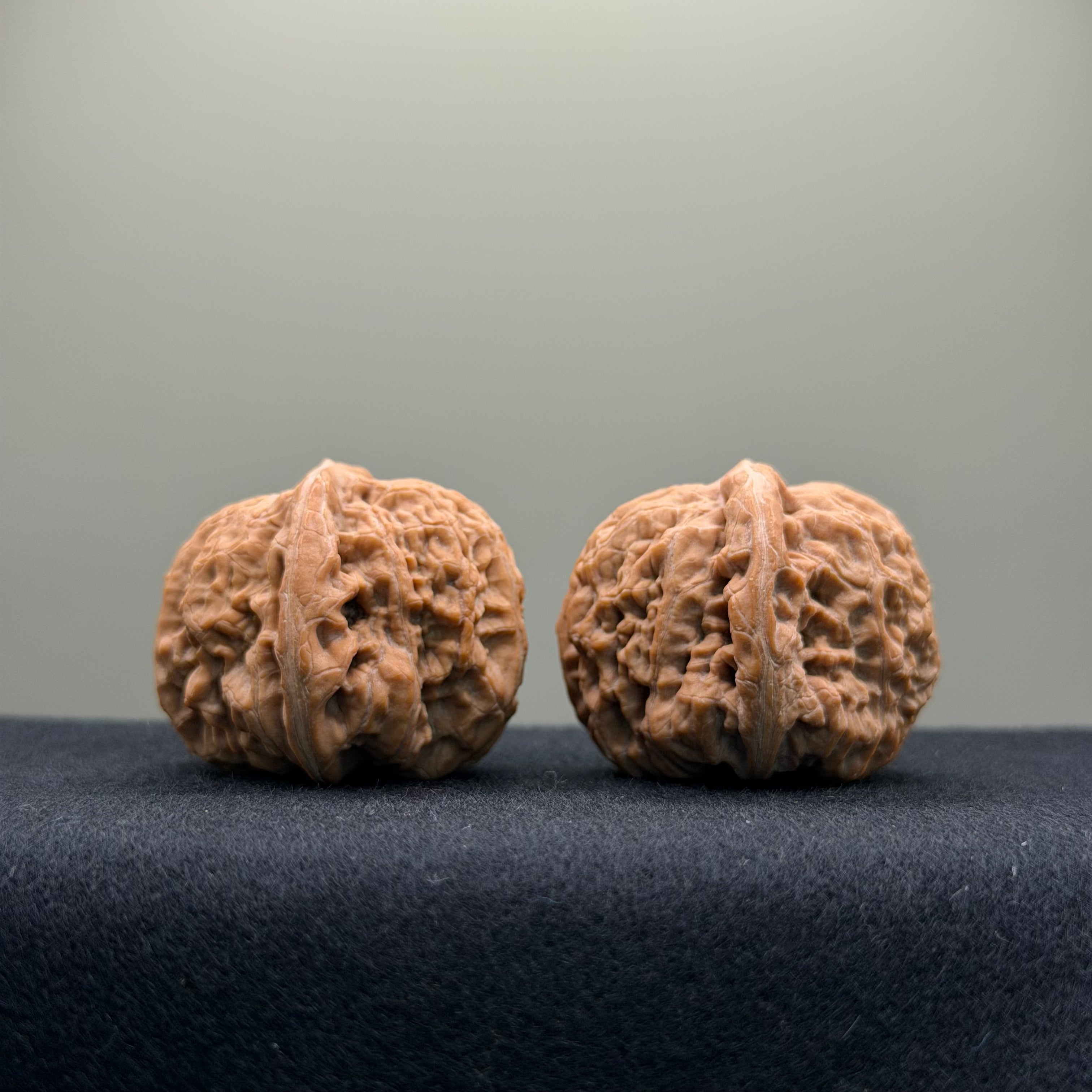 Black Lion Wenwan Walnut · 37mm · Natural · Collector Ritual