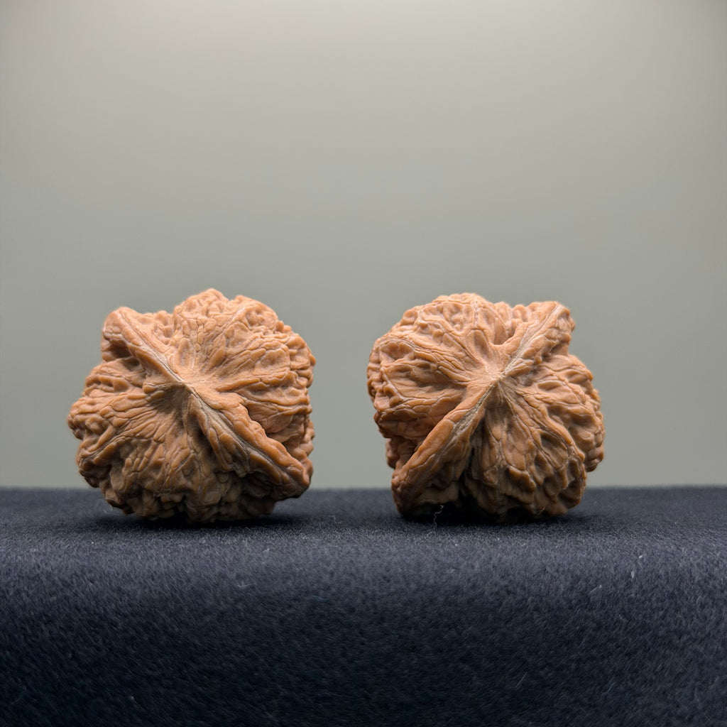Black Lion Wenwan Walnut · 37mm · Natural · Collector Ritual