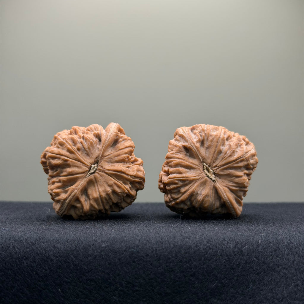 Black Lion Wenwan Walnut · 37mm · Natural · Collector Ritual