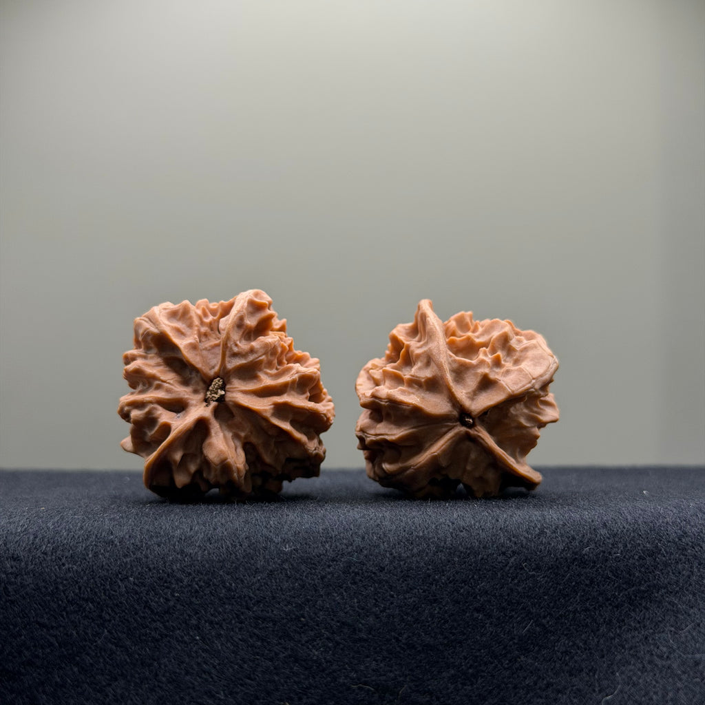 WalnutRitual Exclusive · First Love Wenwan Walnut · 35mm · Natural · Entry Ritual