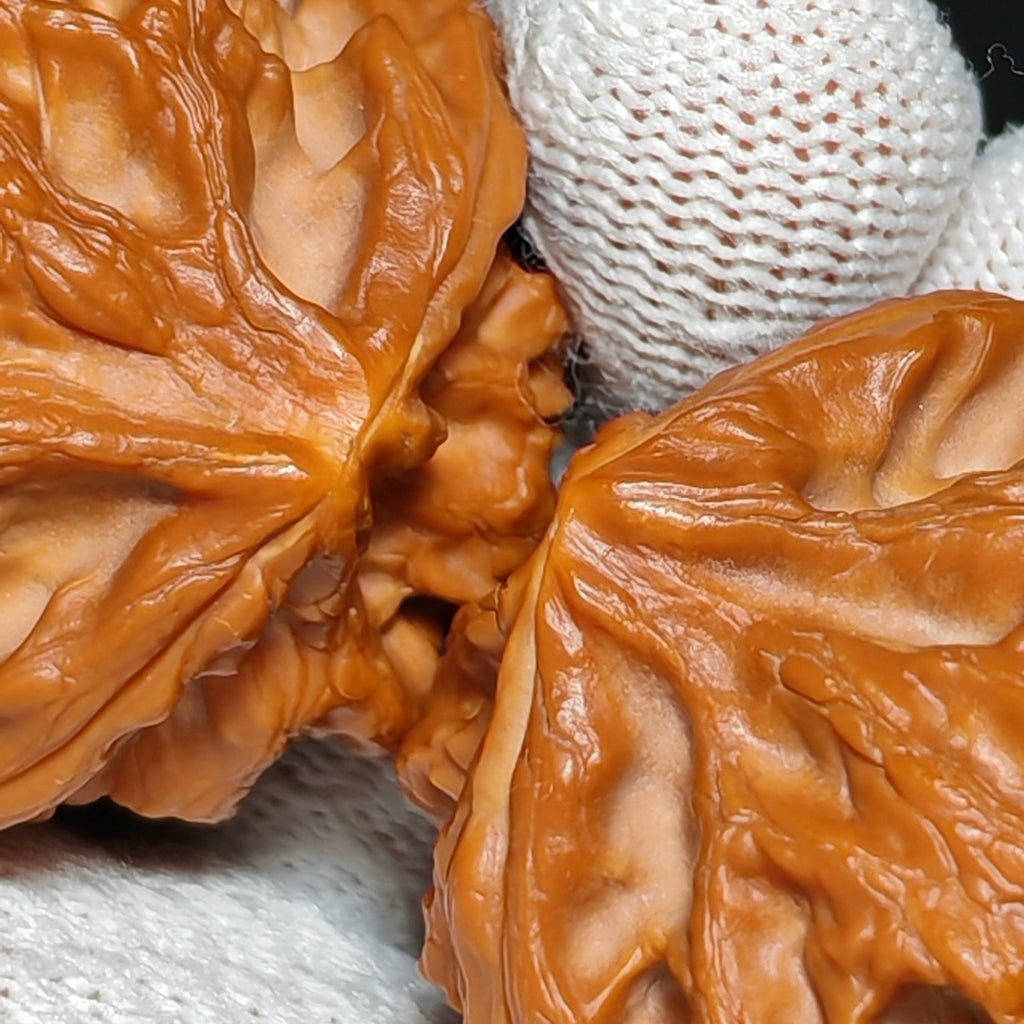 Cao Dalong Wenwan Walnut · 43mm · Sourcing Pick