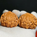 Wild · Blood Phoenix Wenwan Walnut · 42mm · Natural · Sourcing Pick