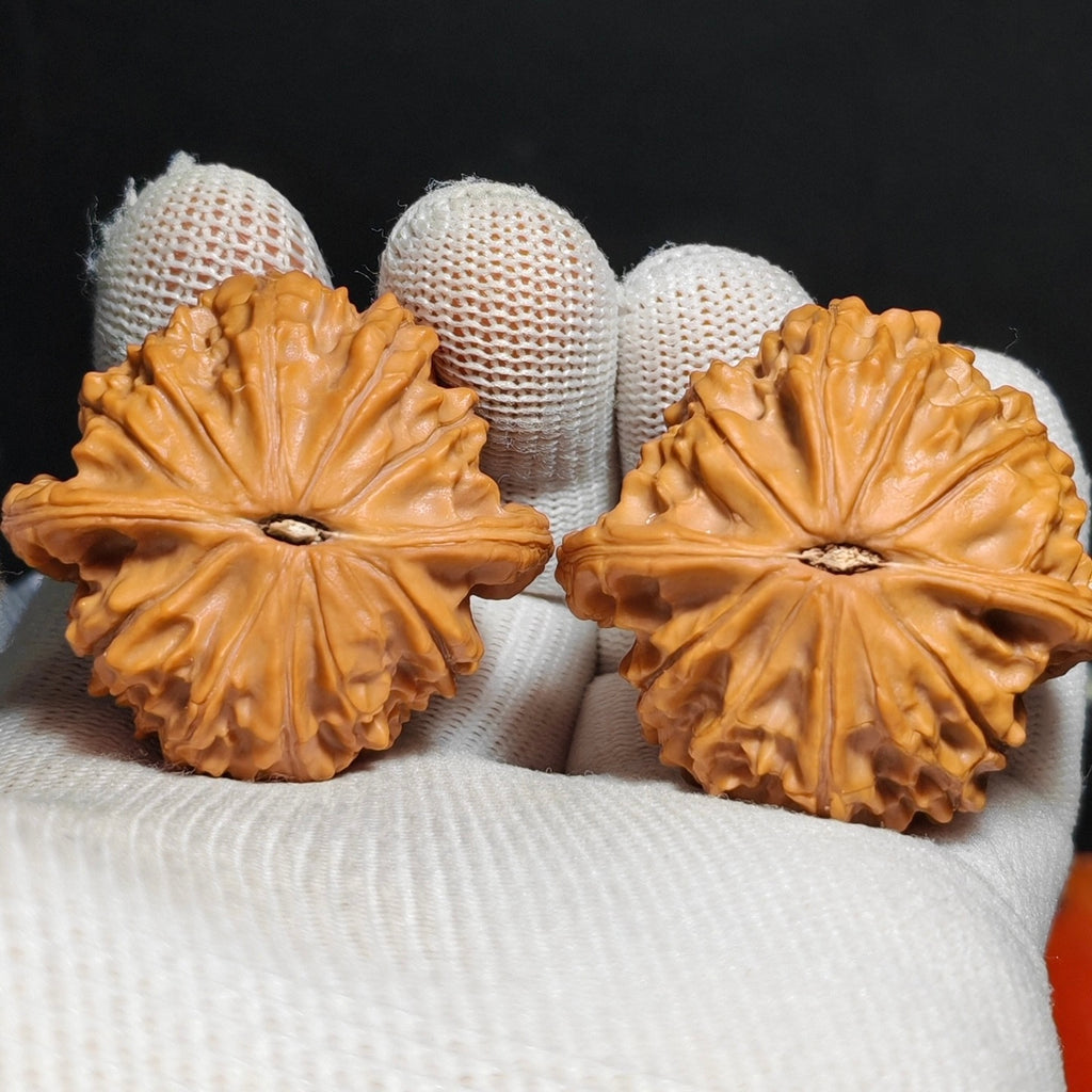Wild · Blood Phoenix Wenwan Walnut · 42mm · Natural · Sourcing Pick