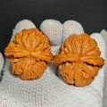 Red Koi Wenwan Walnut · 47mm · Natural · Sourcing Pick