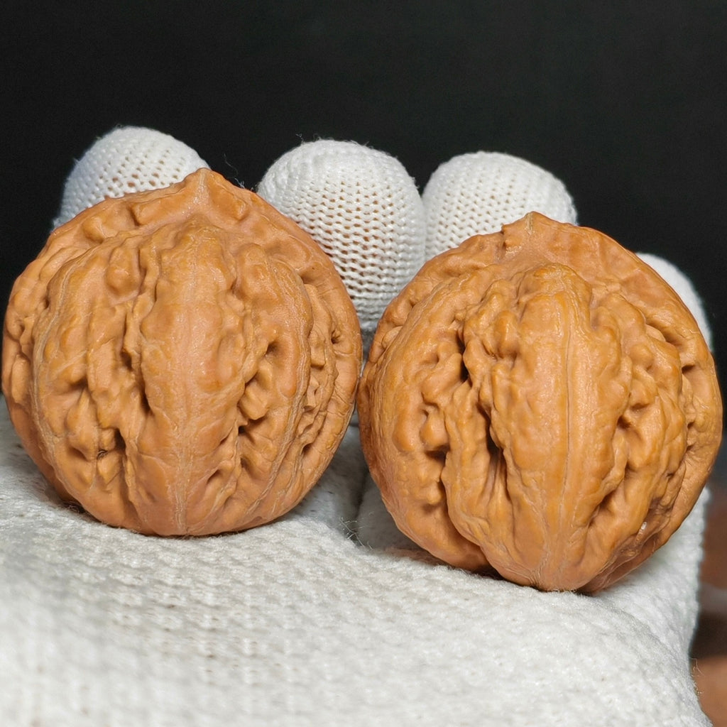 Tyrannosaurus Rex Wenwan Walnut · 35mm · Natural · Sourcing Pick